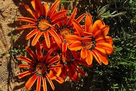 Image result for Gazania krebsiana