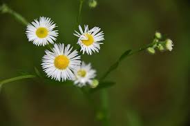 There is an old barely used dirt road named claghorn road that leads through a deep hollow and glen with a trout steam at the bottom,and a small bridge to cross over (half way).the deep wooded hollow is filled with various beautiful wildflowers that change as the seasons do. Aster White Flower Wildflower Small Yellow Pikist