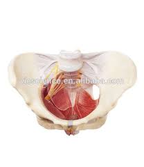 Check spelling or type a new query. Female Pelvis And Pelvic Floor Muscles Anatomy Model Buy Female Pelvis Anatomy Model Pelvic Floor Muscles Model Pelvic Floor Muscles Anatomy Model Product On Alibaba Com