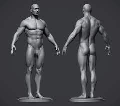 3d.sk is the biggest online source of hi res human and animal photo references for 3d artists and game developers. Low Poly Male Anatomy Reference Model Cgtrader