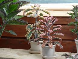 2 Ways To Propagate Kalanchoe Plants If You Want To Have The Exact Same Plant In Repetition In Your Garden You Can Propagate Kalanchoe Succulentopedia S