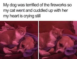 At memesmonkey.com find thousands of memes categorized into thousands of categories. 35 Of The Happiest Animal Memes To Start The Week With A Smile Bored Panda