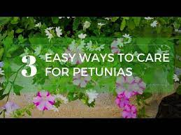Learn The Correct Way For Dead Heading Petunias Watch And Learn Two Important Steps To Deadheading Petunias And Caring For Petunia Care Petunia Plant Petunias