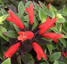 Image result for Gesneriaceae