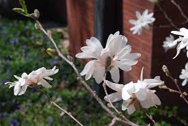 Maybe you would like to learn more about one of these? 7 Small Flowering Trees For Small Spaces Arbor Day Blog