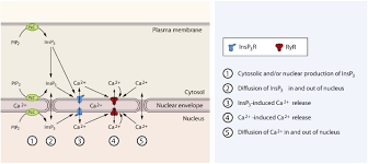 From our longarm quilting machines to our complete line of notions and accessories to our retail operations. An Integrated Mechanism Of Cardiomyocyte Nuclear Ca2 Signaling Journal Of Molecular And Cellular Cardiology