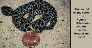 Pin By Nuisance Wildlife Removal Inc On Central Florida Venomous Snakes Rattlers Snake Removal Reptiles And Amphibians