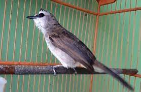 Suara Trucukan Burung Burung Pengicau Perawatan
