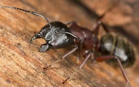 17 best indoor and outdoor ant killers. Why Ant Infestations Are Best Left To The Professionals
