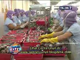 Jenis ikan sarden yang banyak dijual di pasar dan supermarket adalah sarden pindang tuna avila prima intra makmur, pt jl. Laptop Si Unyil Pengolahan Ikan Tuna Minyak Kaleng Youtube