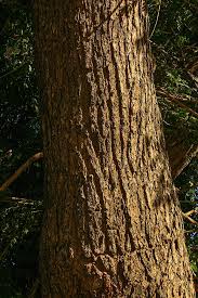 Image result for Cordyla