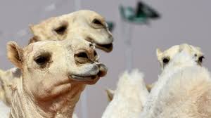 Twelve prized camels have been disqualified from a beauty contest in saudi arabia after their owners tried to tweak their good looks with botox. 12 Botoxed Camels Eliminated From Beauty Pageant Holidogtimes