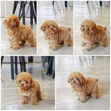 Check spelling or type a new query. Apricot Toy Poodle Puppies For Sale Near Me Mini Poodle Puppy Toy Poodle Puppies Poodle Puppy