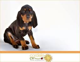 Black And Tan Coonhound For Sale In Texas Baby Puppy Black Tan Coonhound Coonhound Baby Puppies Dogs And Puppies