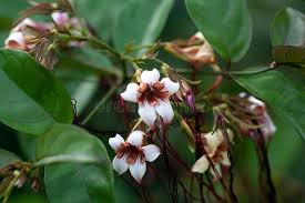 Image result for Strophanthus sarmentosus