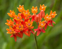 25 Of The Most Beautiful Wildflowers In Georgia Wild Flowers House Plants Strange Flowers