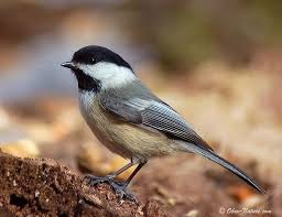 Birds Of Southwest Ohio Black Capped Chickadee The Black Capped Chickadee Black Capped Chickadee Ohio Birds Backyard Birds