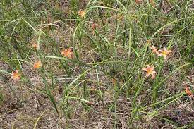 Image result for Moraea verdickii
