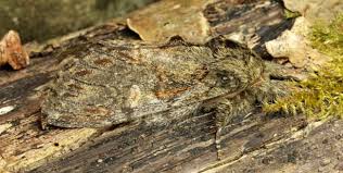 Image result for Peridea anceps