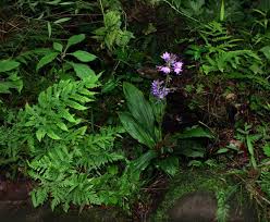Image result for Calanthe sylvatica