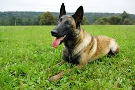 Only in america are the belgian shepherds 4 different breeds, in their home country they are one breed with 4 different coat types. Belgian Malinois Shedding A Comprehensive Guide