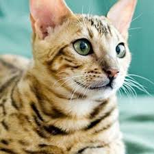 Maybe you would like to learn more about one of these? Too Cute Watch Full Episodes More Animal Planet