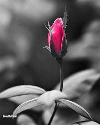 Pin By Gulay Eker On Colour And Black Color Splash Pink Color Splash Photography Color Splash
