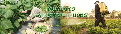 Tại sao rau hữu cơ lại có giá đắt hơn các loại rau thông thường
