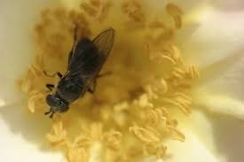 Herbs like lavender, lemongrass, and mint are only a few of the options available. To Plant Around Kids Play Area To Repel Bees Serve As Insect Repellents And May Help Keep Wasps And Bees Planting Flowers Pollination Activity Bee Repellent