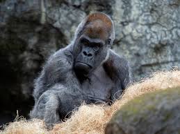 Image result for Ozoroa homblei