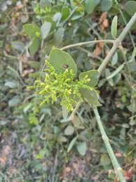 Image result for Salvadoraceae