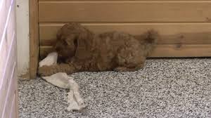 He is a social little guy who will definitely attract. Cockapoo Puppies Cockapoo Breeder Iowa Dyer Farms