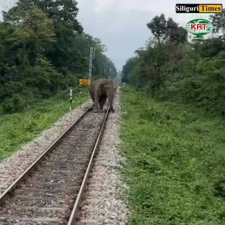 Forest workers use firecrackers to shoo away an elephant standing adamantly on railway tracks between Gulma-Sevoke | Siliguri Times | Facebook