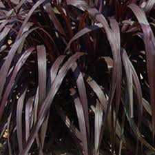 Check spelling or type a new query. Pennisetum Hybrid Princess Caroline Pennisetum Princess Caroline From Plantworks Nursery