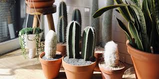 You don't want to overwater a cactus because that can lead to root rot, and the cactus can scab. Caring For Indoor Plants In Low Light Conditions Architectural Digest