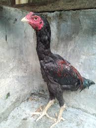 Nov 19, 2013 · ciri khas ayam aduan bangkok kaki buntel mayit kadal meteng ini adalah terdapat benjolan yang unik di jari kaki. Bangkok Boss November 2016