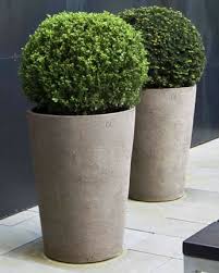 Pin On The Paper Mulberry Loves