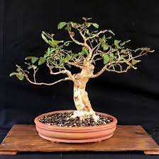 Crepe myrtle bonsai (lagerstroemia indica, by adam lavigne). Crepe Myrtle Lagerstroemia Indica Bonsai Empire