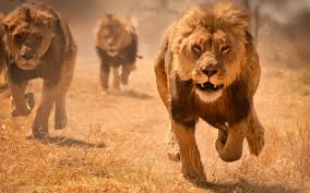 May 19, 2021 · check out the shure handheld vocal mics compared: The Eight Animals Most Likely To Attack You And How To Survive