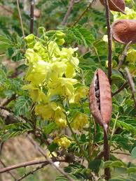 Image result for Caesalpinia decapetala