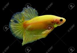 Yellow fancy startail size medium good form top premium. Super Yellow Fancy Betta Fancy Fighting Fish On Black Background Stock Photo Picture And Royalty Free Image Image 122577891