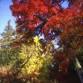 [2025] Ozu Maple Leaf Festival event in Ozu, Ehime