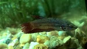 Luckily, only a few diseases can be contagious to humans, but you still have to detect and treat the most common conditions. Female Betta Fin Rot Or Just Damaged Tropical Fish Forums