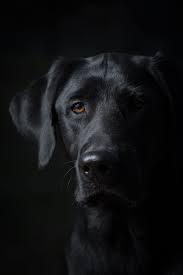 Lowkey Dogs Lowkeyphotography Magmod Dog Portraits Black Labrador Retriever Dog Photography