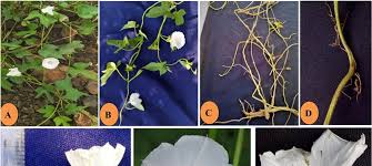 Image result for Ipomoea fulvicaulis