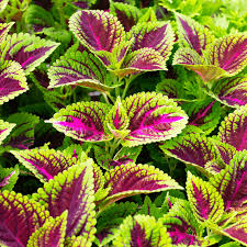 Image result for Coleus esculentus