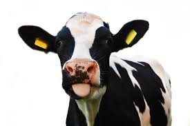 Lmagine só se descobrirmos a doença da vaca louca. N8lurem7 8ty9m