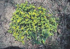 Image result for Fadogia tomentosa