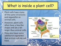 Check spelling or type a new query. What Is In A Plant Cell Ppt Download