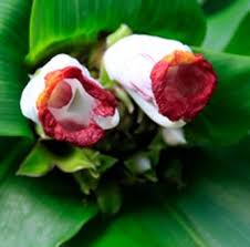 Image result for Costus lucanusianus